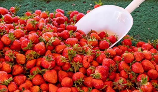 Erdbeeren, Wochenmarkt